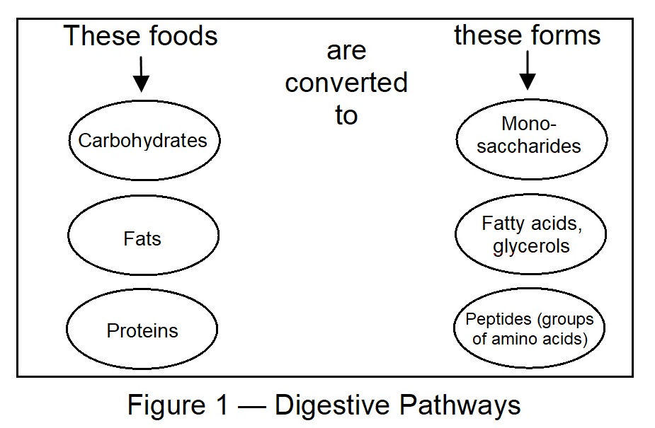 Digestive Pathways